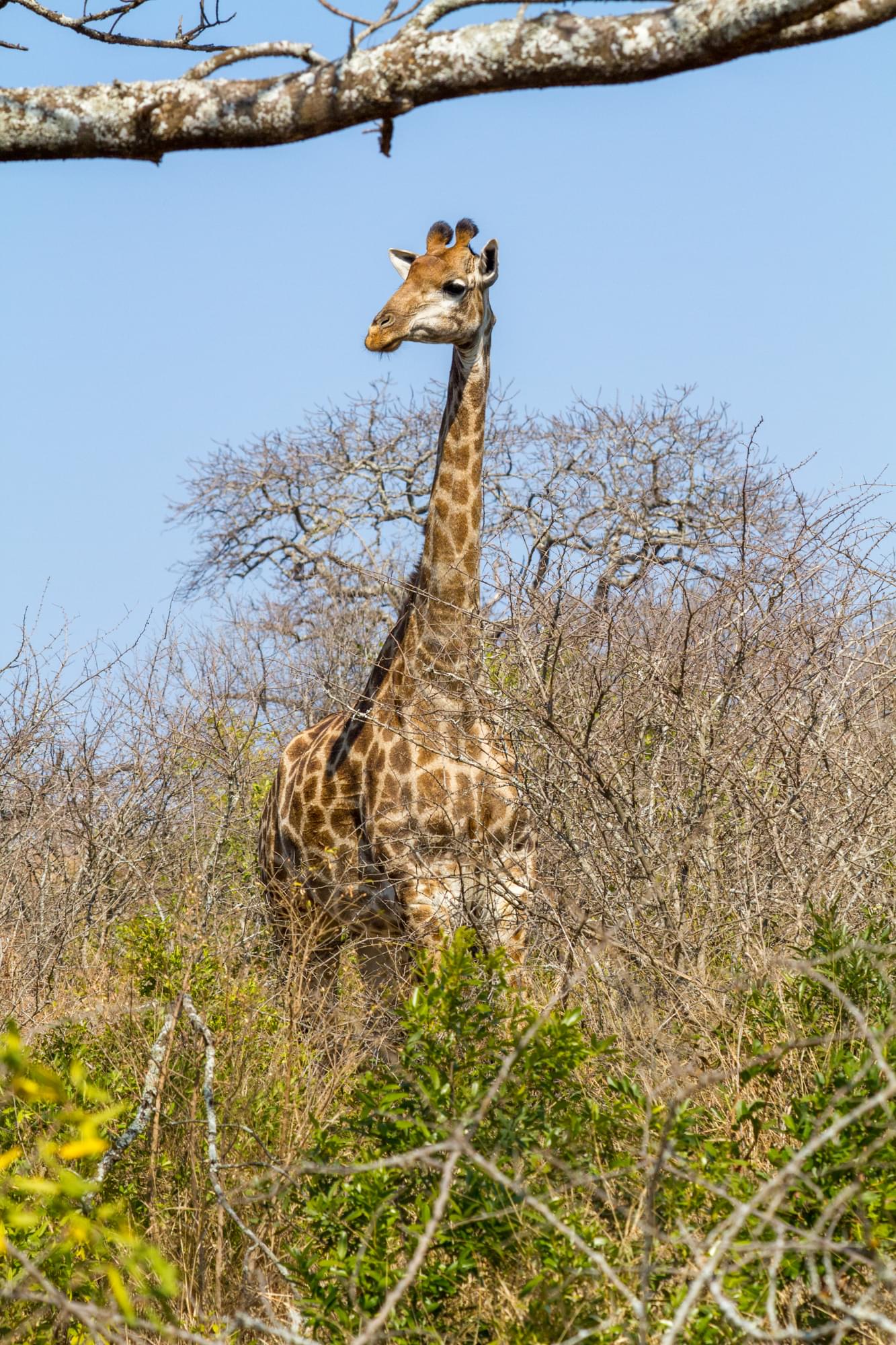 20120803   Sudafrica 0801